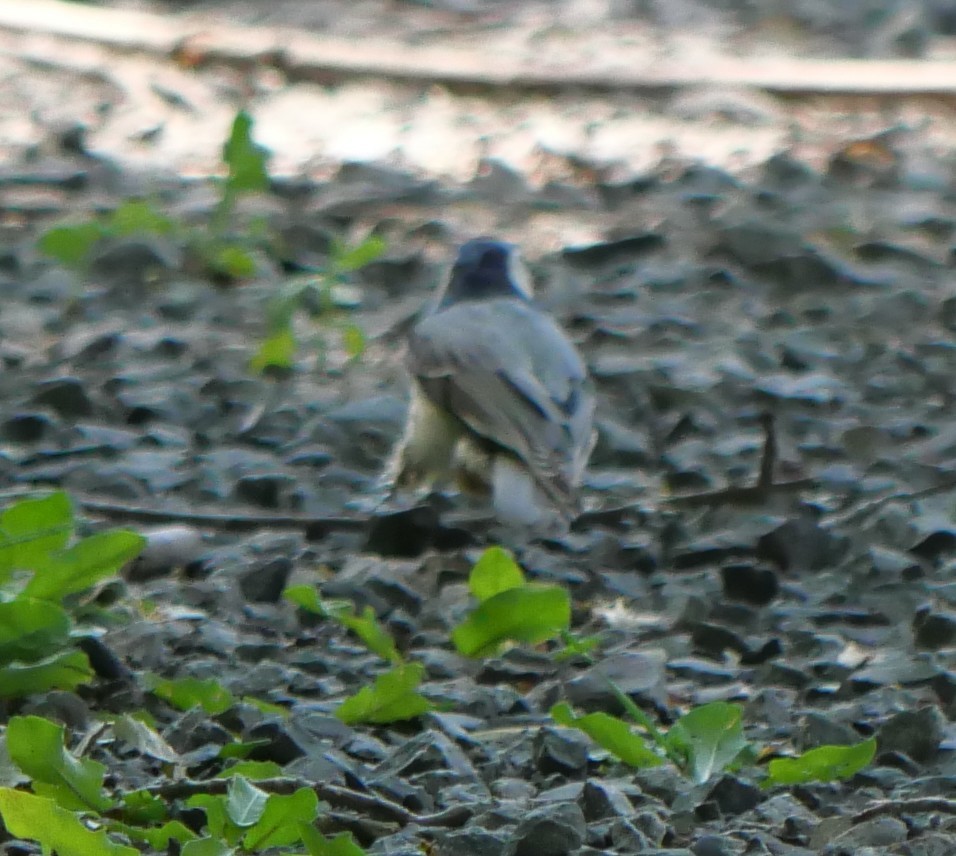 White-breasted Nuthatch - ML619928204