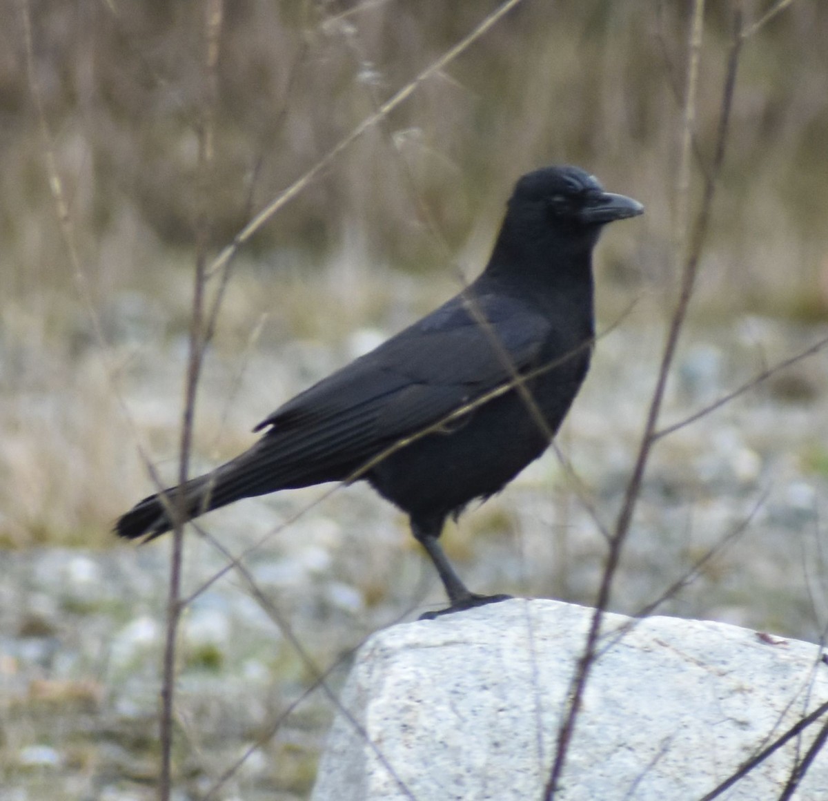 American Crow - ML619928207