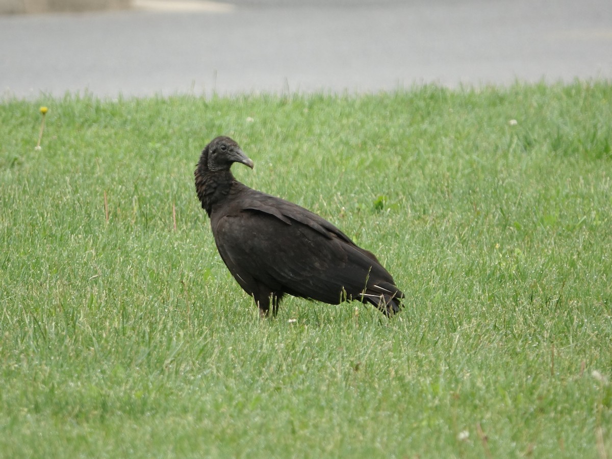 Black Vulture - ML619928215