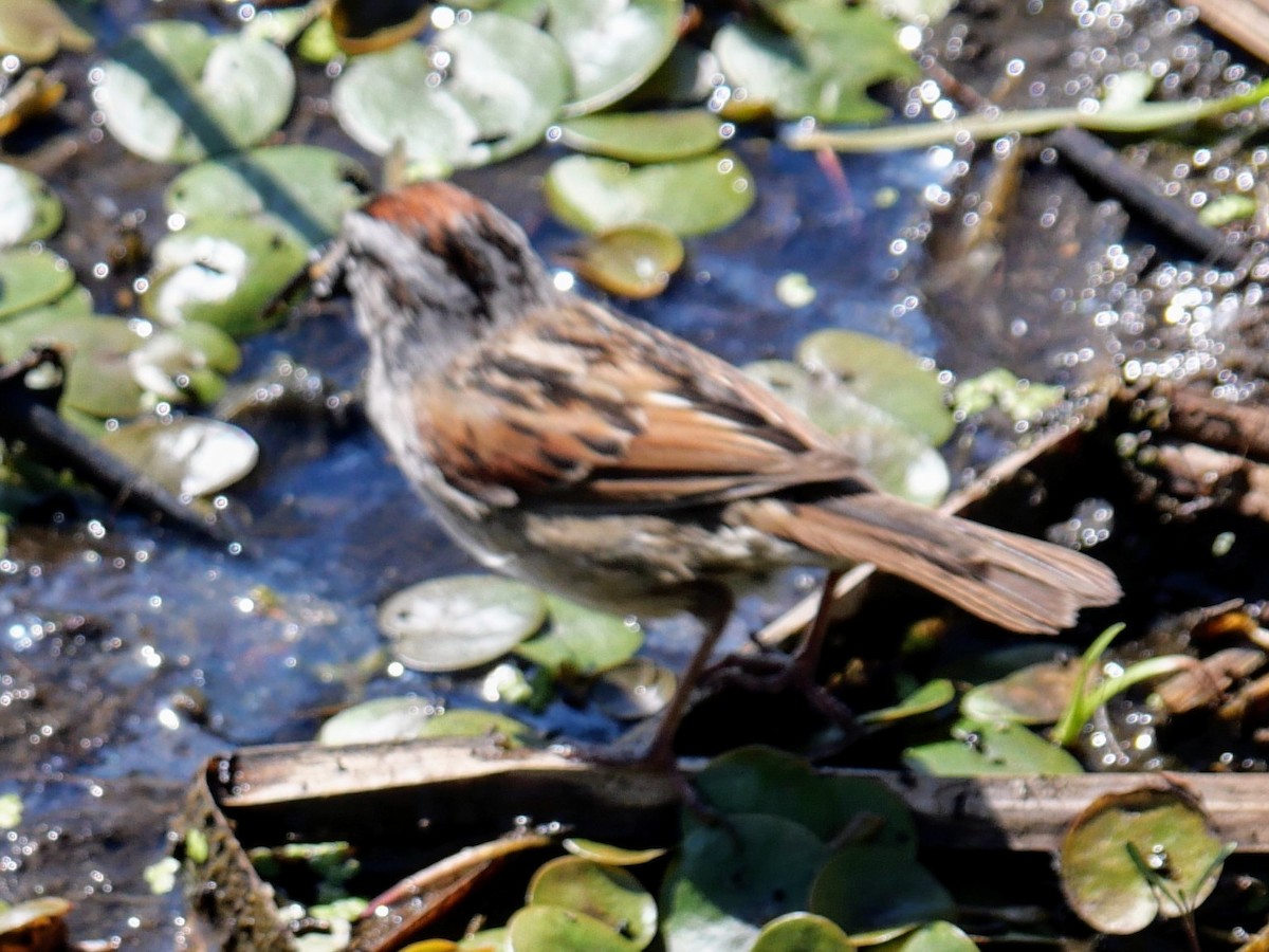 Swamp Sparrow - ML619928236