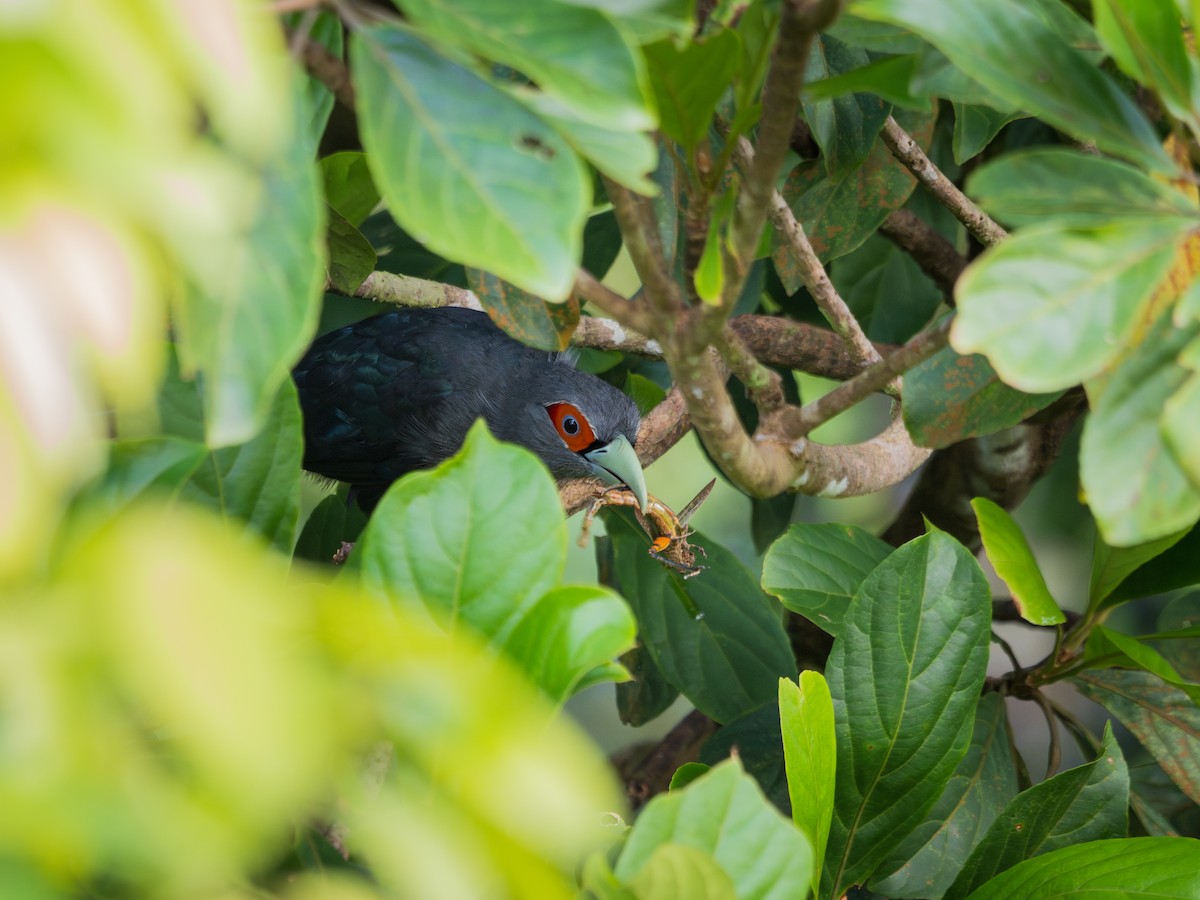 Chestnut-bellied Malkoha - Jayden Kang