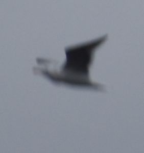 Glaucous-winged Gull - ML619928262