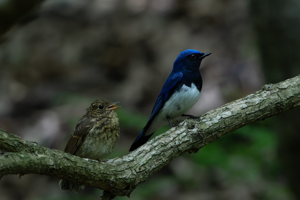 Blue-and-white Flycatcher - ML619928267