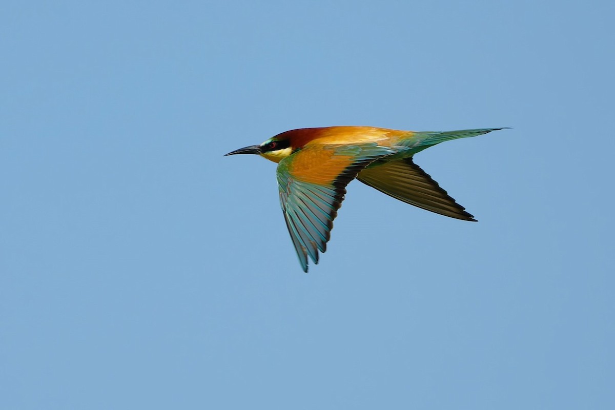European Bee-eater - ML619928269