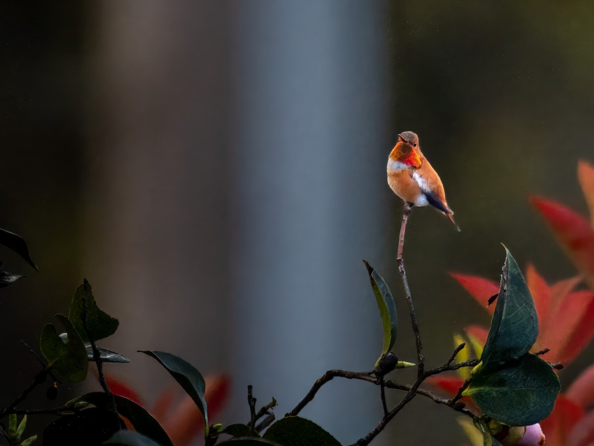 Rufous Hummingbird - ML619928271