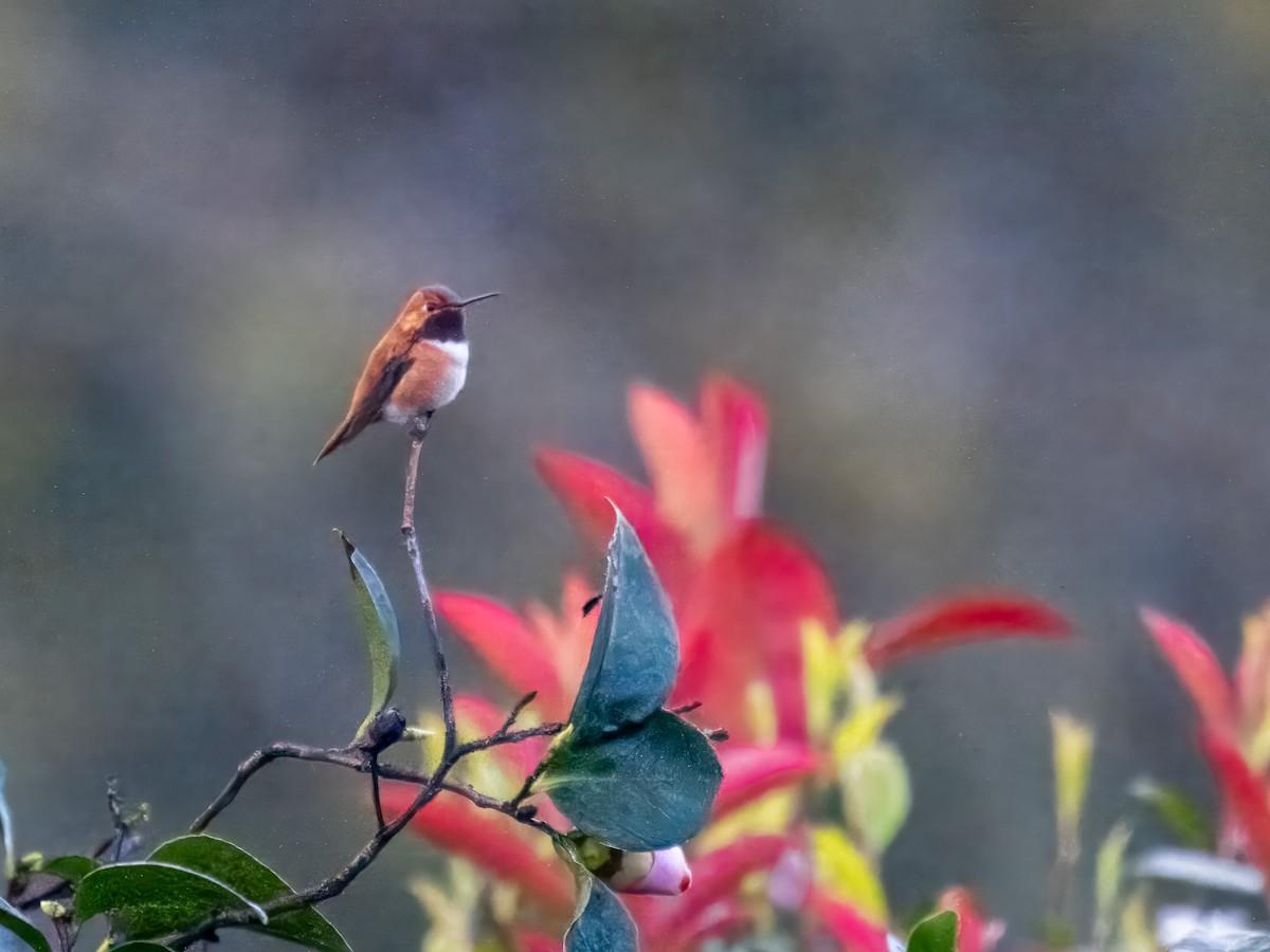 Rufous Hummingbird - ML619928272