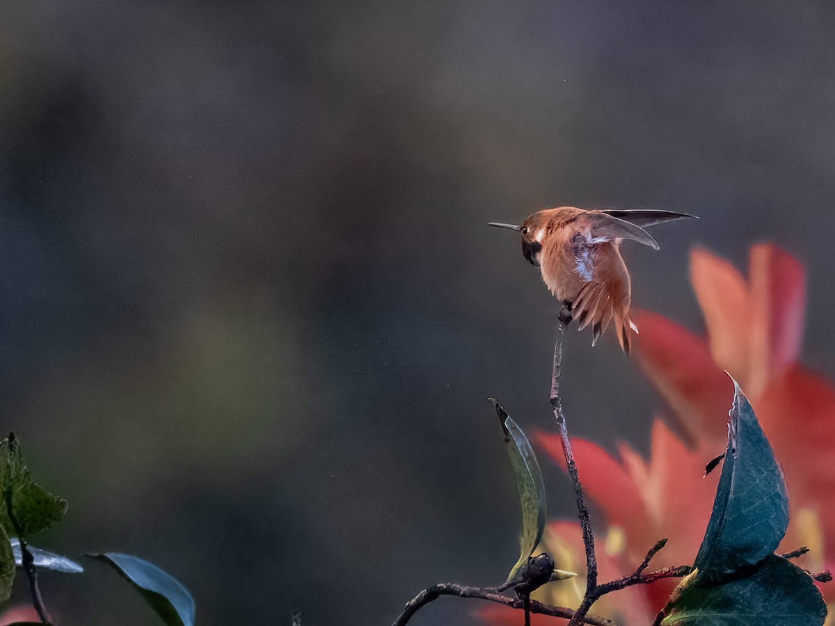 Rufous Hummingbird - ML619928273