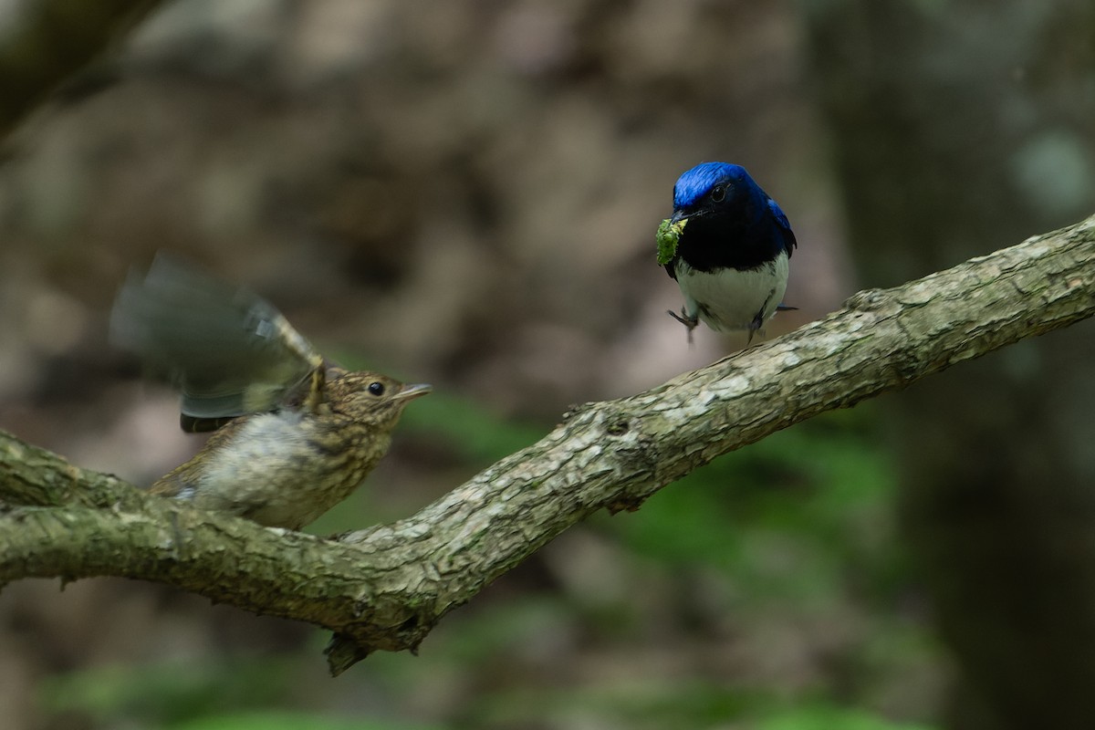 Blue-and-white Flycatcher - ML619928276