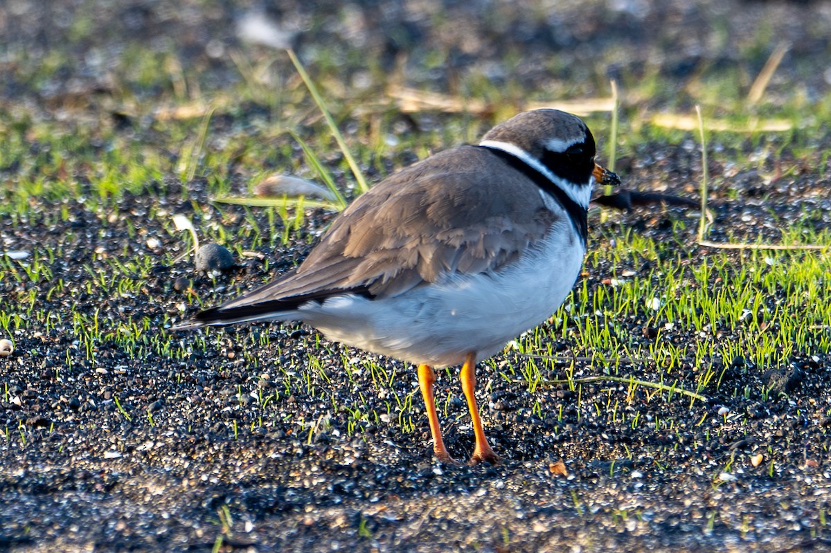 Common Ringed Plover - ML619928277