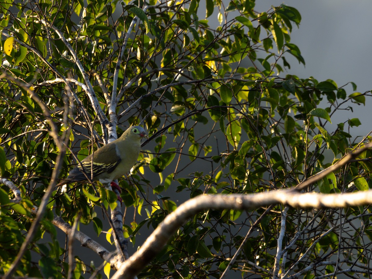 Thick-billed Green-Pigeon - ML619928293