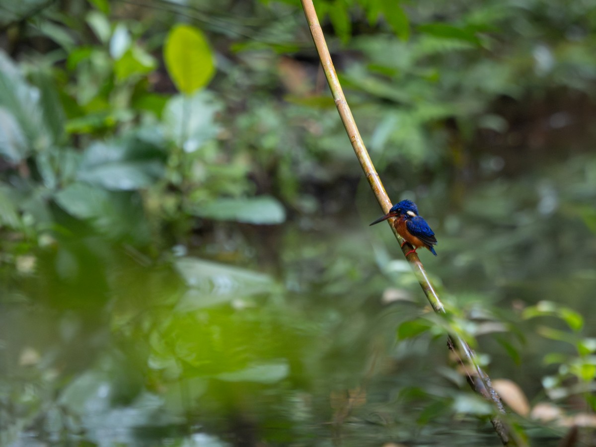 Blue-eared Kingfisher - ML619928298