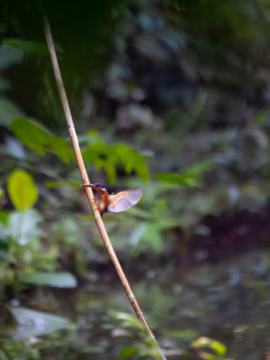 Blue-eared Kingfisher - ML619928299