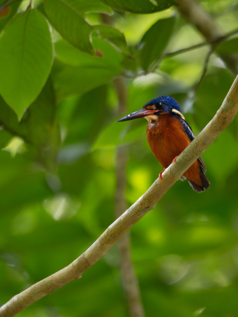 Blue-eared Kingfisher - ML619928301