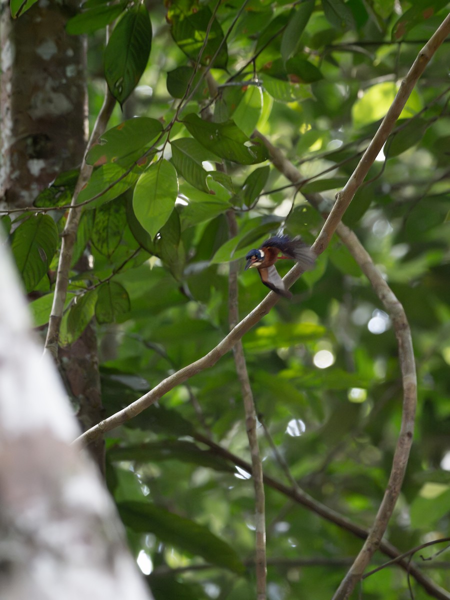 Blue-eared Kingfisher - ML619928302