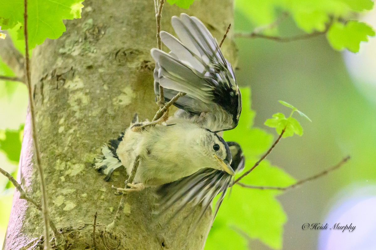 White-breasted Nuthatch - ML619928317