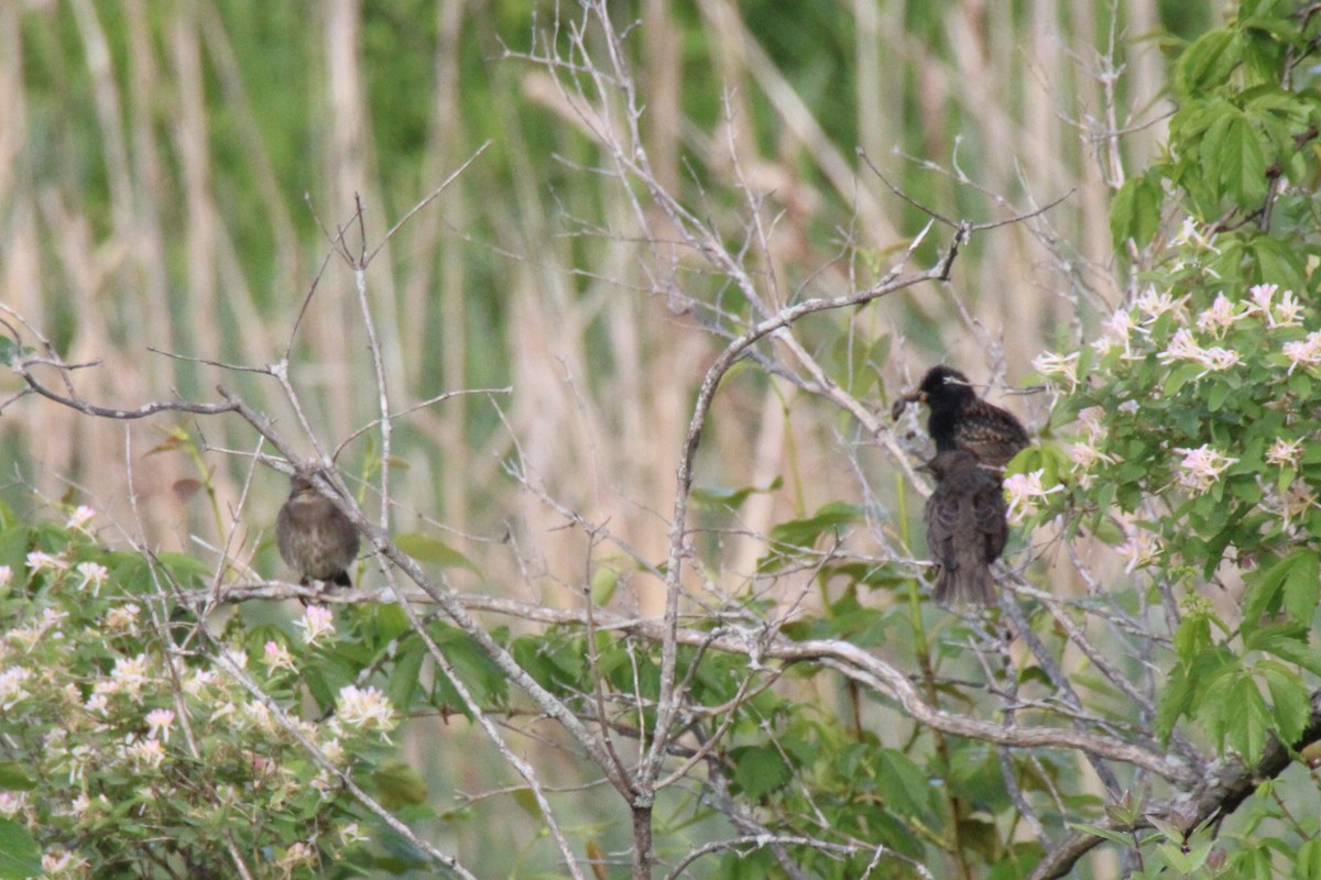 European Starling - ML619928331