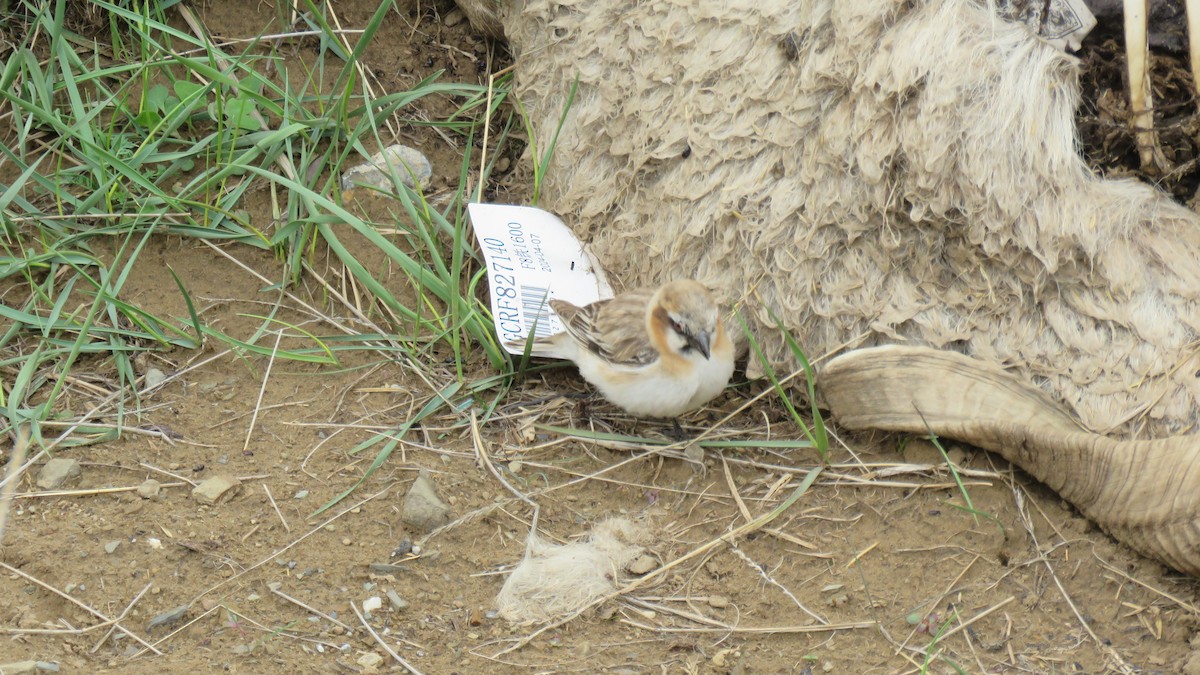 Rufous-necked Snowfinch - Martien Prins