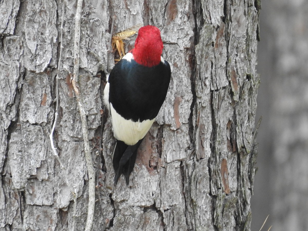 Red-headed Woodpecker - ML619928354