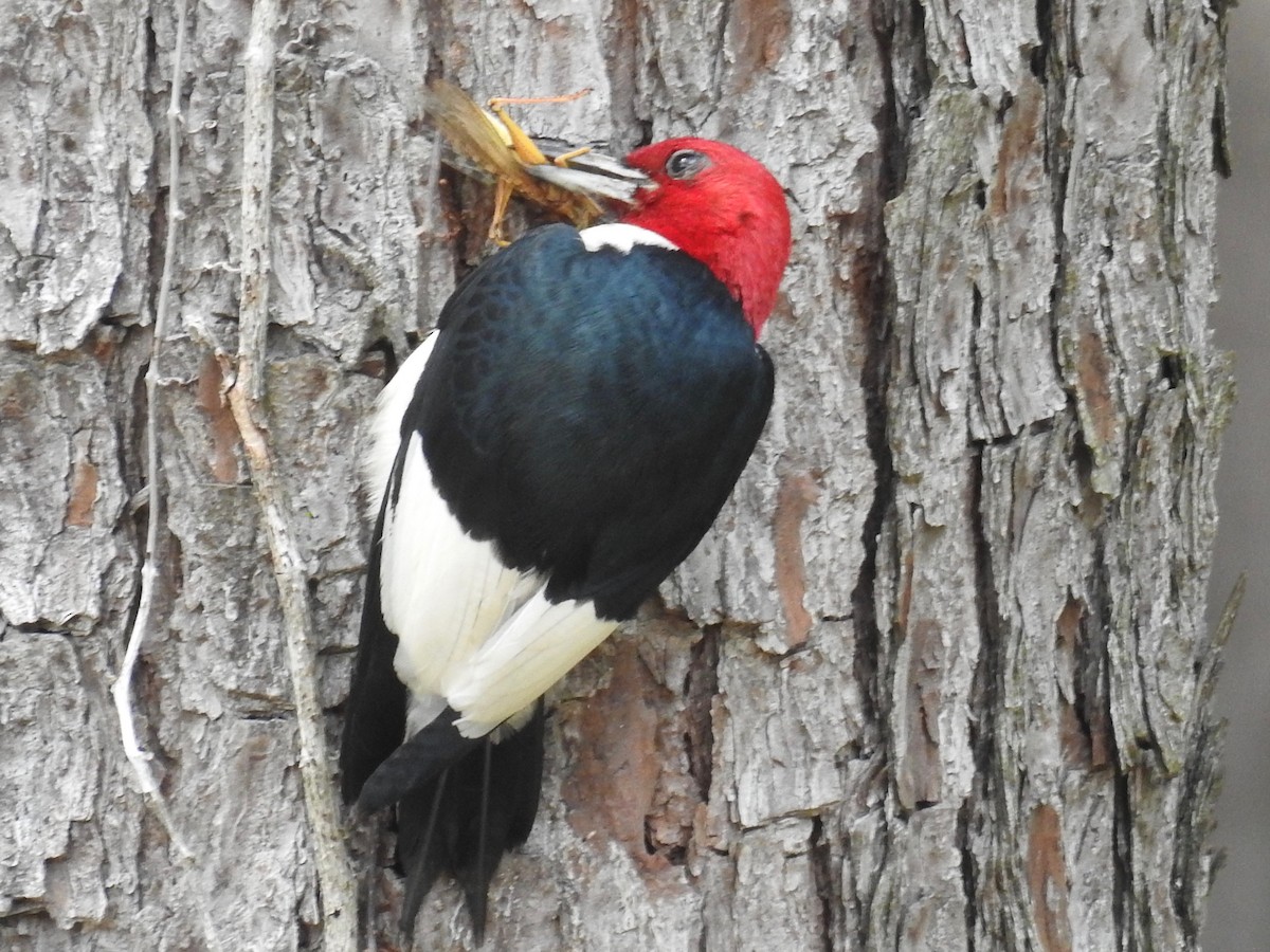 Red-headed Woodpecker - ML619928356