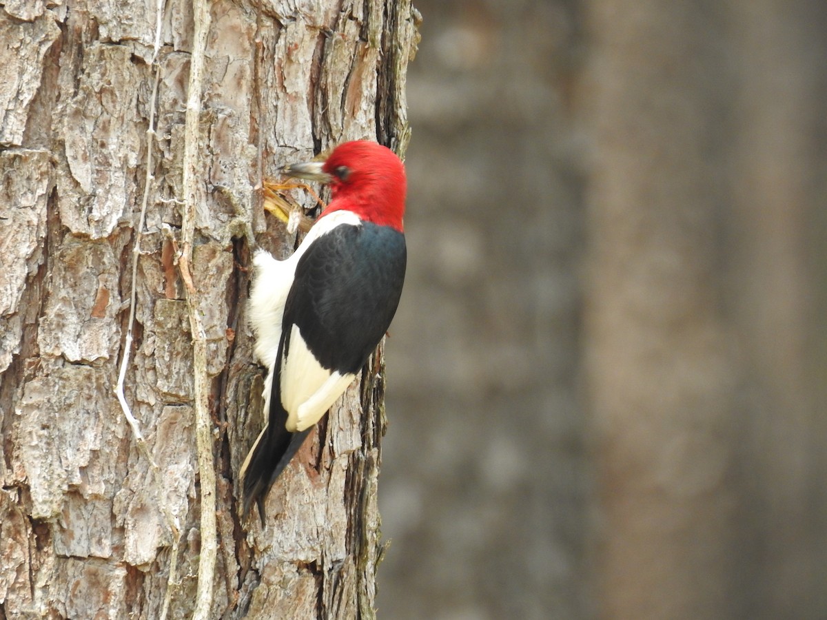 Red-headed Woodpecker - ML619928358