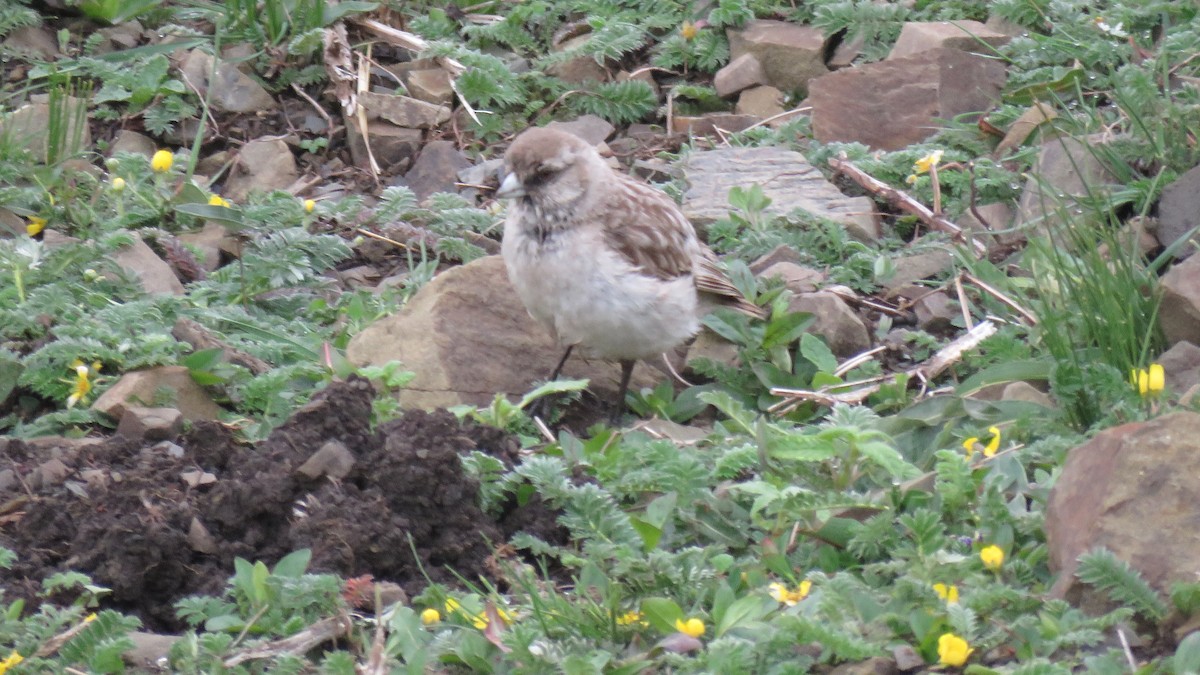 White-rumped Snowfinch - ML619928359