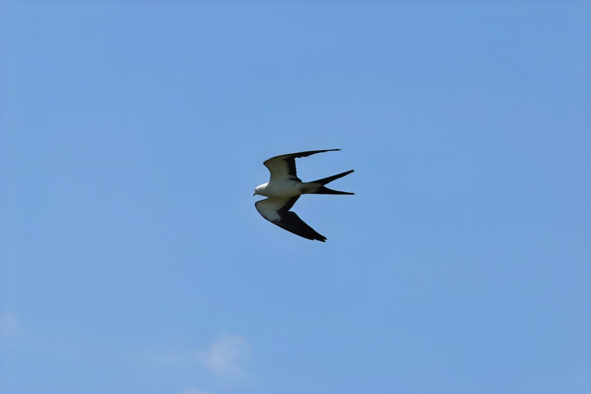 Swallow-tailed Kite - ML619928360