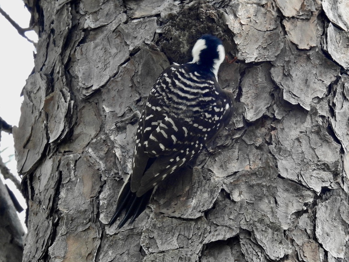 Red-cockaded Woodpecker - ML619928364