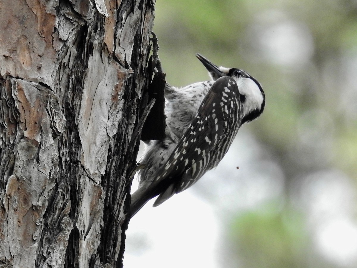 Red-cockaded Woodpecker - Wendi Leonard