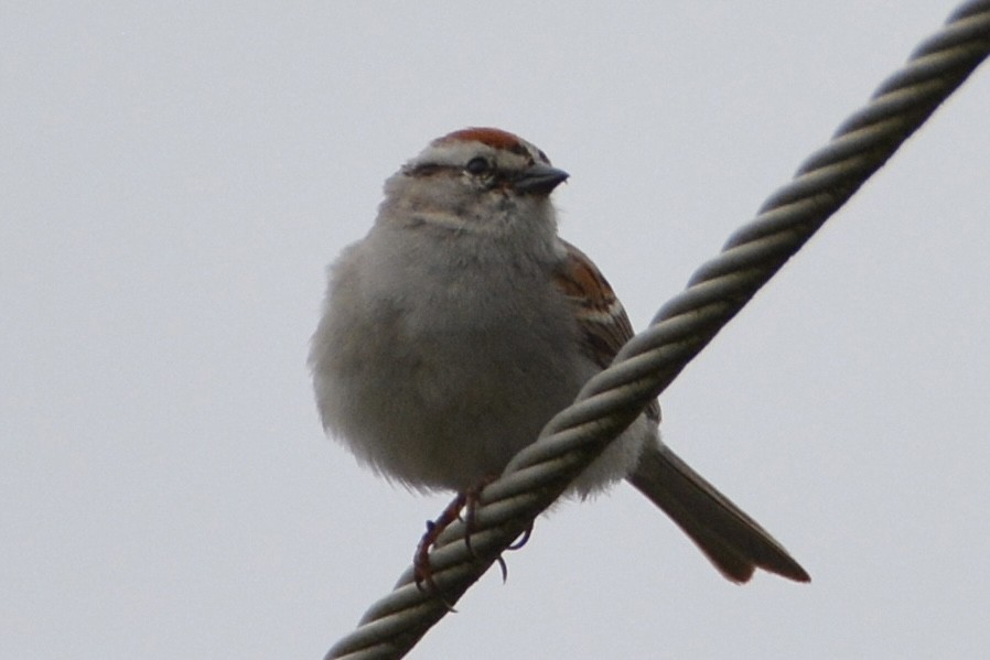 Chipping Sparrow - ML619928379
