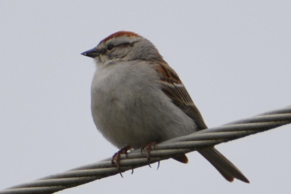 Chipping Sparrow - ML619928380