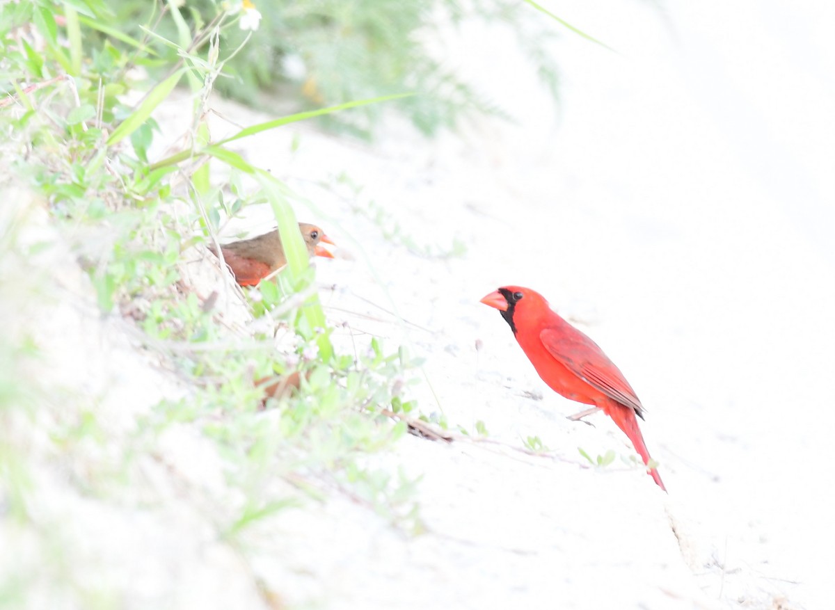 Cardinal rouge - ML619928391