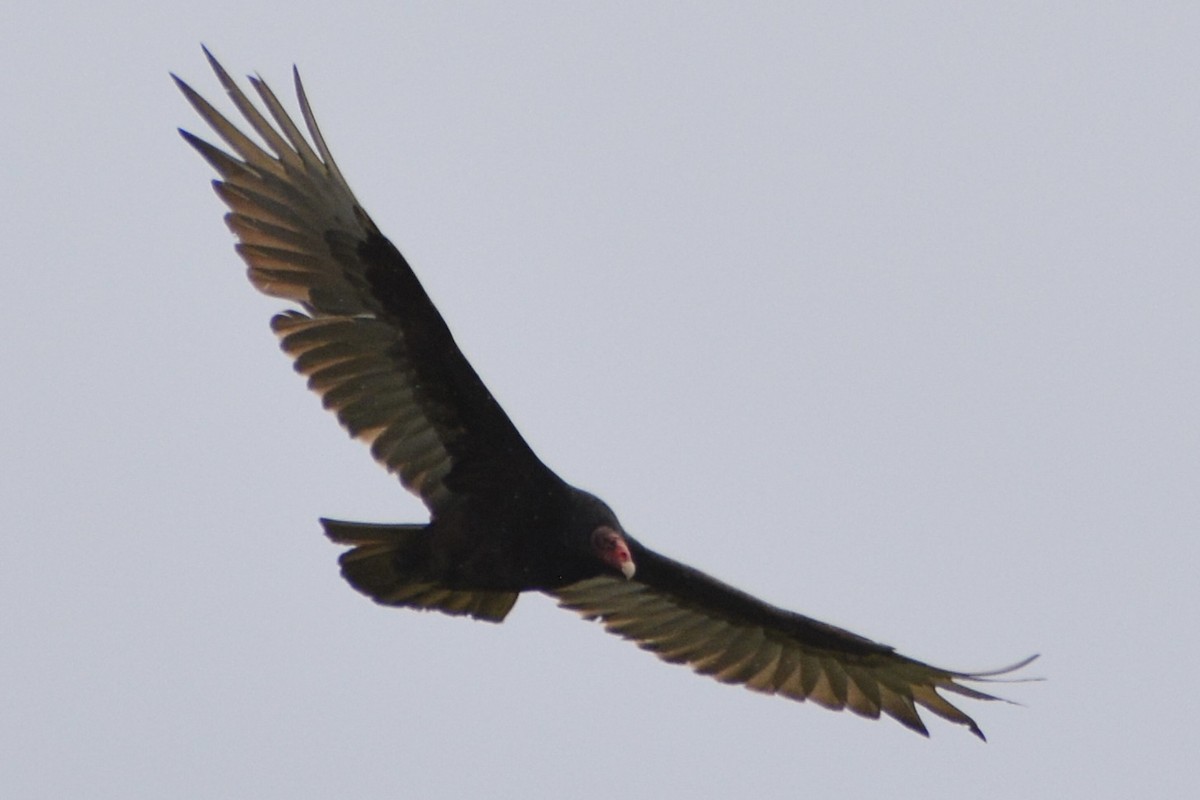 Turkey Vulture - ML619928397