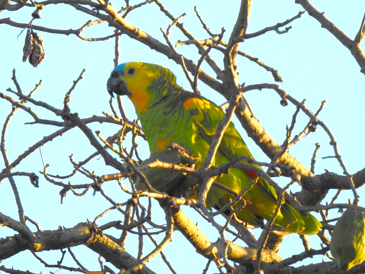 Turquoise-fronted Parrot - ML619928440