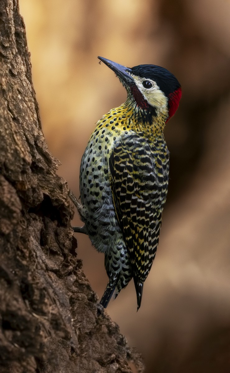 Green-barred Woodpecker - ML619928445