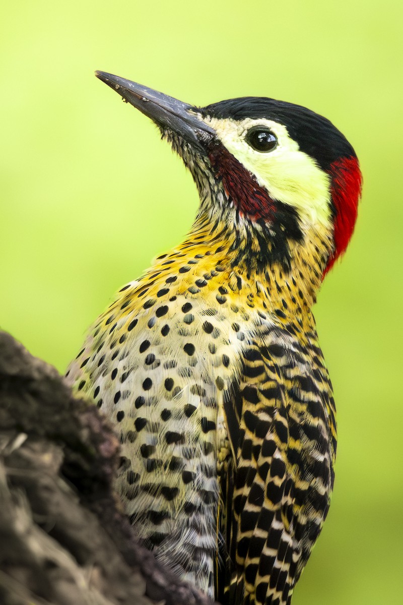 Green-barred Woodpecker - ML619928446