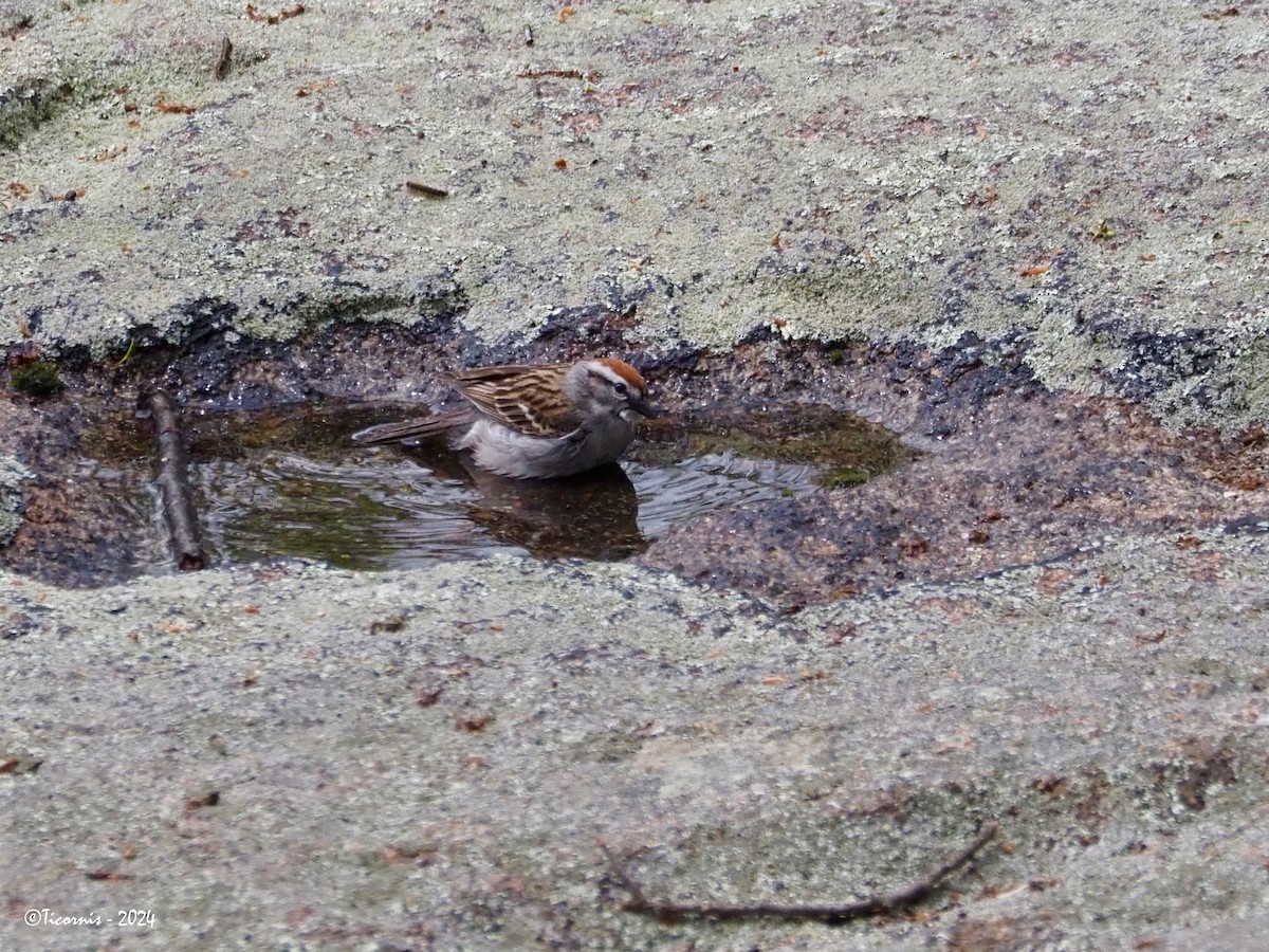 Chipping Sparrow - ML619928450