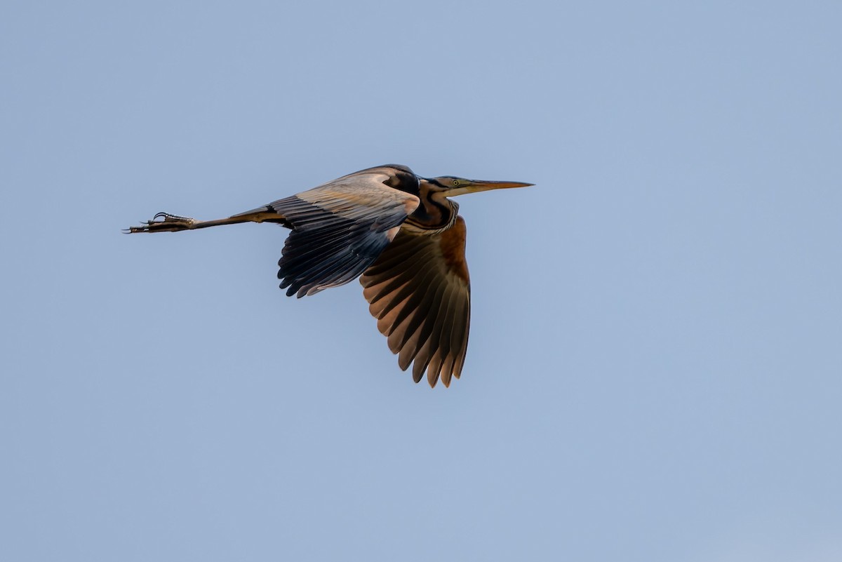 Purple Heron - ML619928459