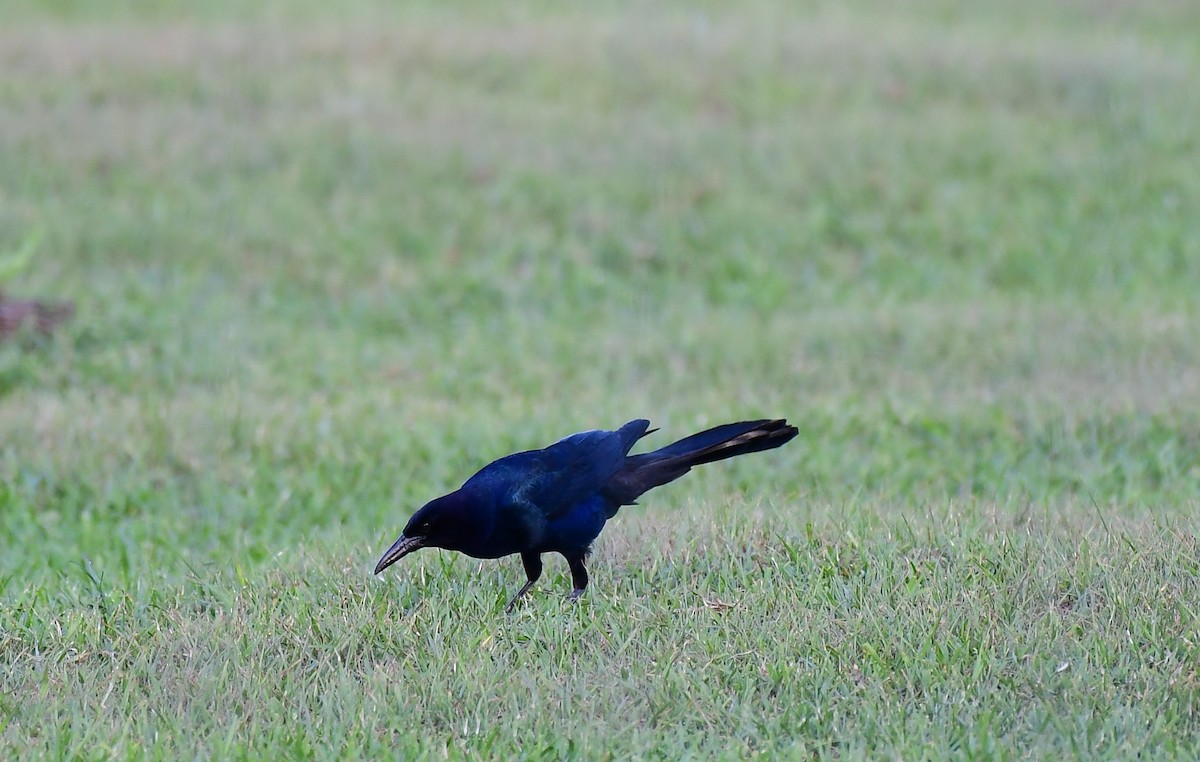Boat-tailed Grackle - ML619928491