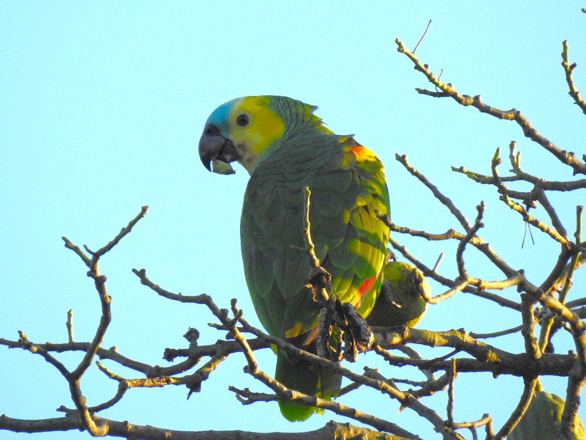 Turquoise-fronted Parrot - ML619928500