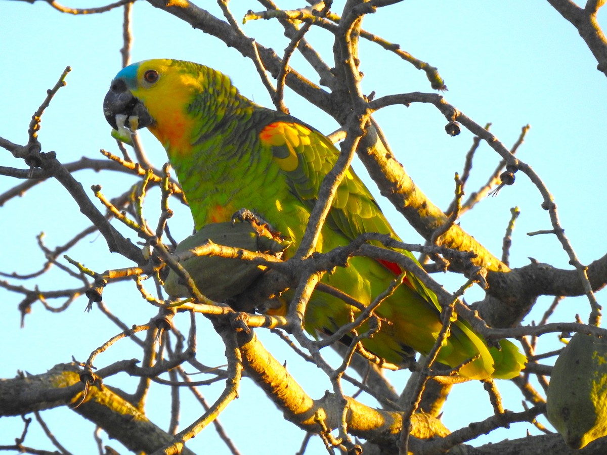 Turquoise-fronted Parrot - ML619928501