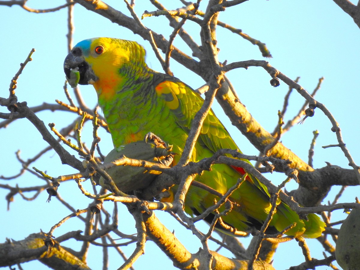 Turquoise-fronted Parrot - ML619928502