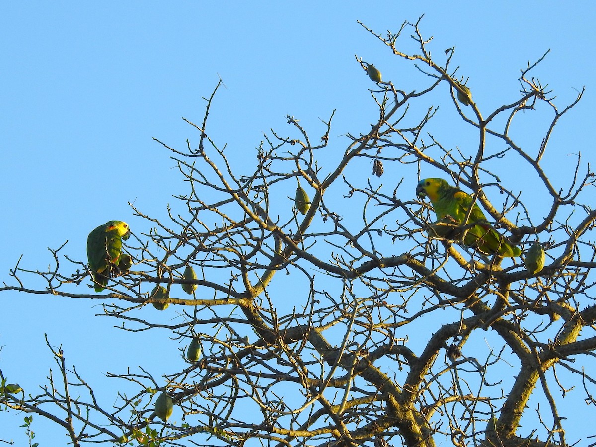 Turquoise-fronted Parrot - ML619928503