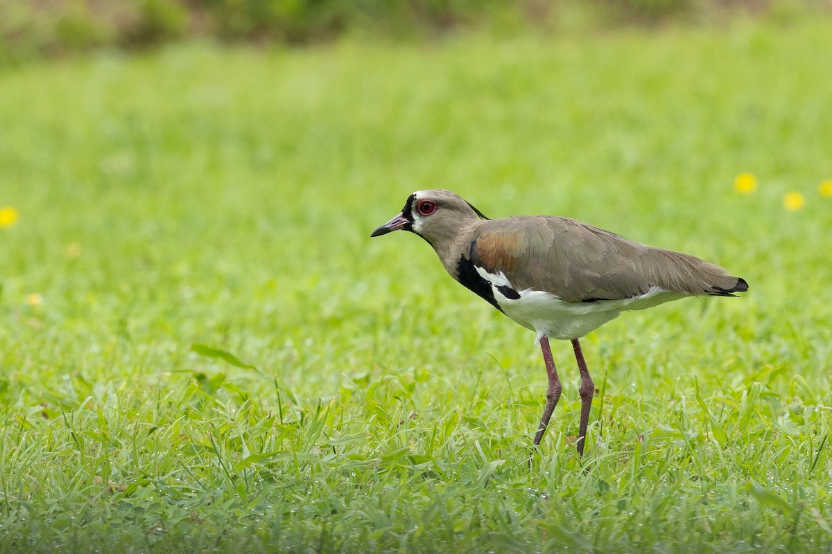 Southern Lapwing - R Brodell