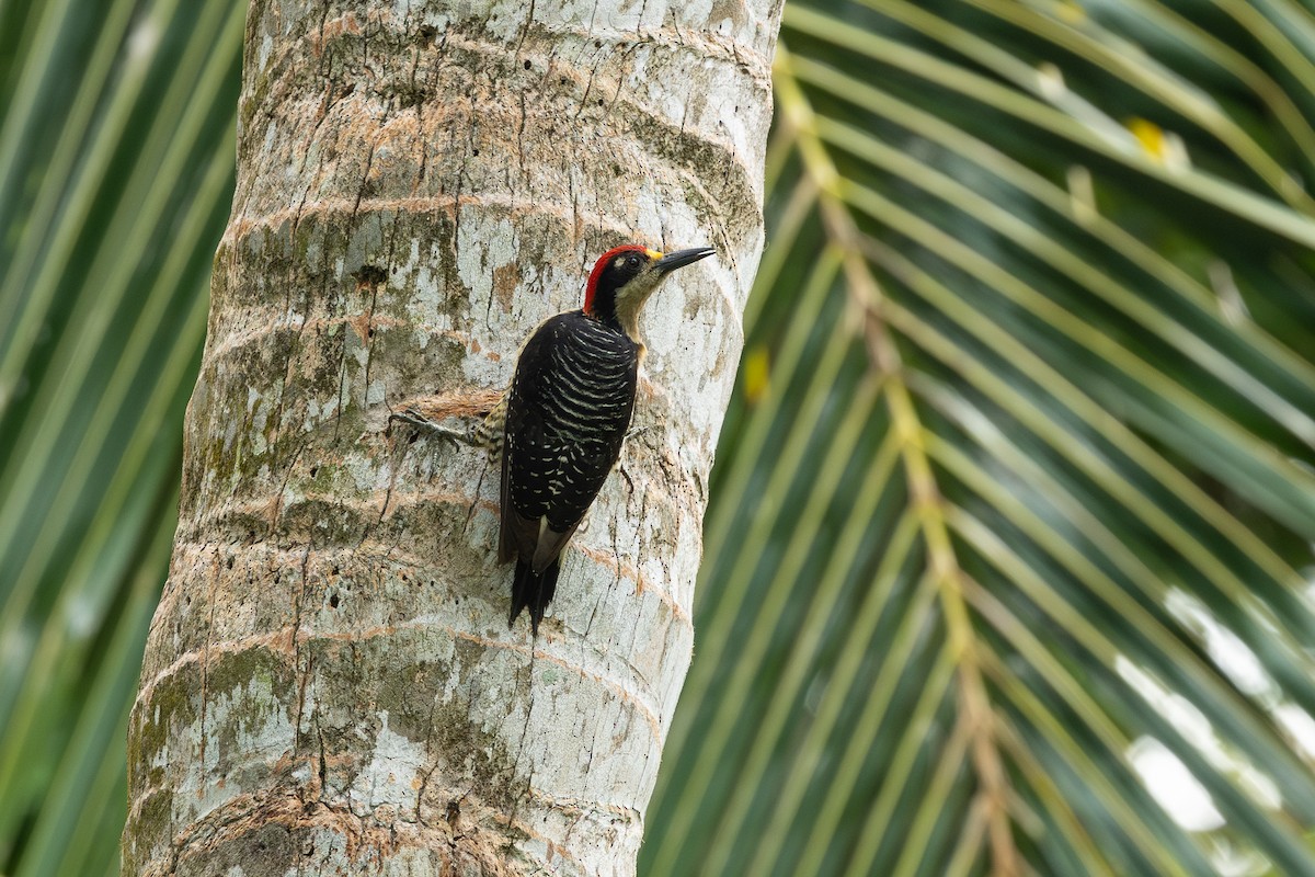 Black-cheeked Woodpecker - ML619928518