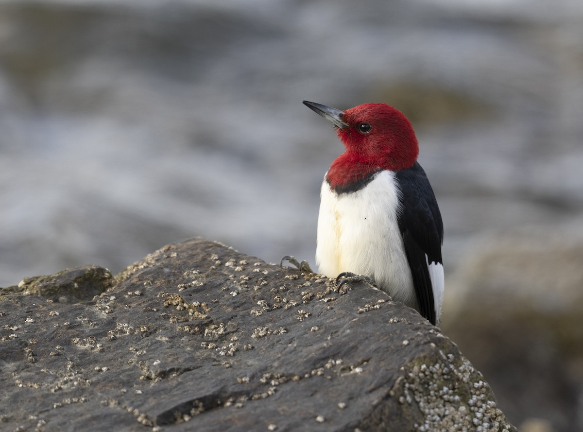Red-headed Woodpecker - ML619928540