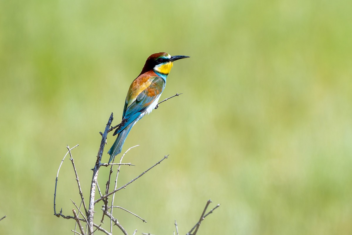 European Bee-eater - ML619928541