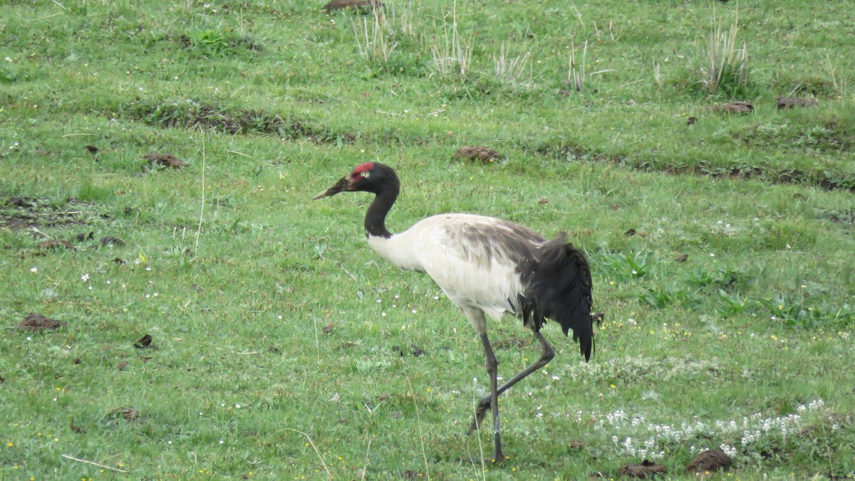 Black-necked Crane - ML619928565