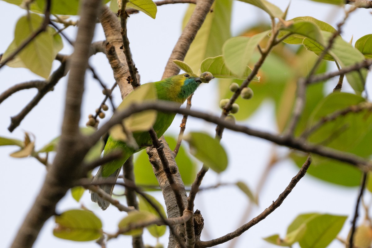 Jerdon's Leafbird - ML619928566