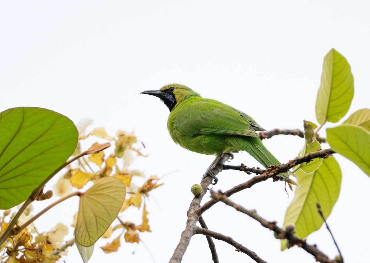 Jerdon's Leafbird - ML619928567