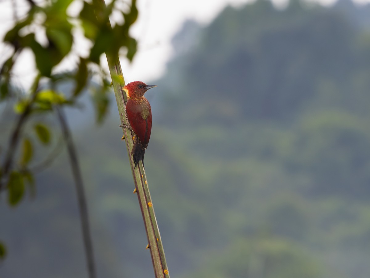 Banded Woodpecker - ML619928584